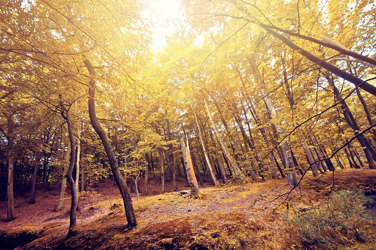autumn-forest image Autumn Forest image